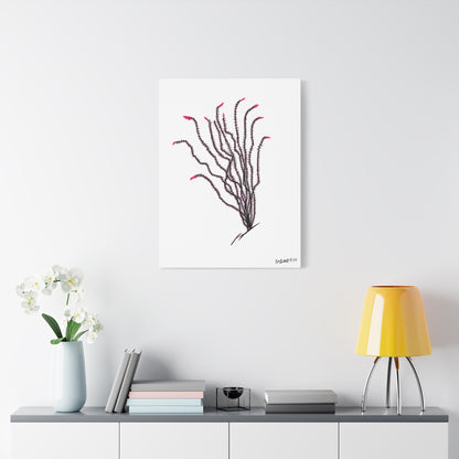 "Ocotillo en flor" - Stretched Canvas Wall Decor