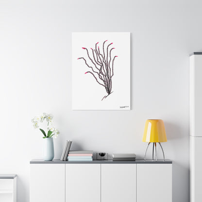"Ocotillo en flor" - Stretched Canvas Wall Decor
