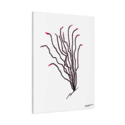 "Ocotillo en flor" - Stretched Canvas Wall Decor