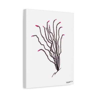"Ocotillo en flor" - Stretched Canvas Wall Decor