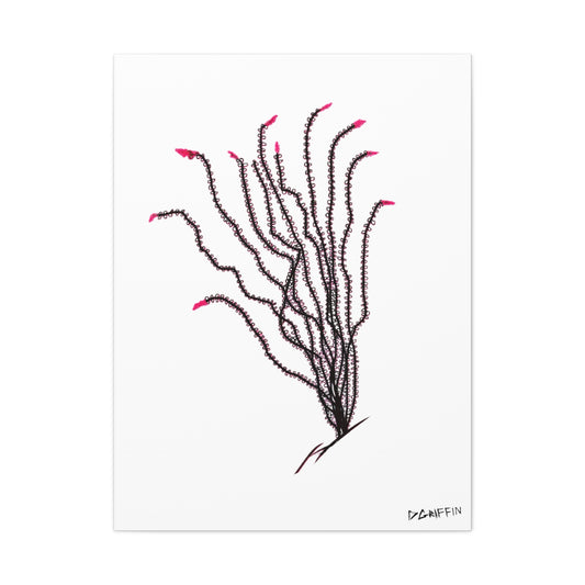"Ocotillo en flor" - Stretched Canvas Wall Decor
