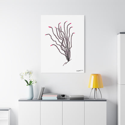 "Ocotillo en flor" - Stretched Canvas Wall Decor
